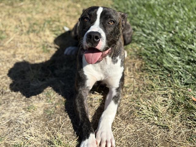 adoptable Dog in Fairfield, CA named BANJO
