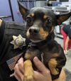 adoptable Dog in  named SALLY
