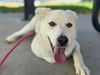 adoptable Dog in  named OSO