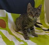 adoptable Cat in  named STEPHEN PURRY