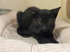 adoptable Cat in  named PEPPER