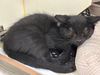 adoptable Cat in  named PIPER