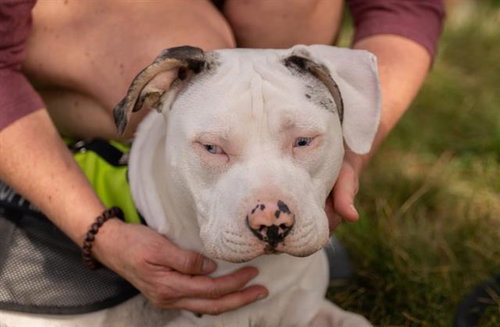SMOKEY, an adoptable Pit Bull Terrier in Fairfield, CA