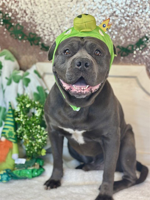 CLIFF, an adoptable Pit Bull Terrier in Fairfield, CA