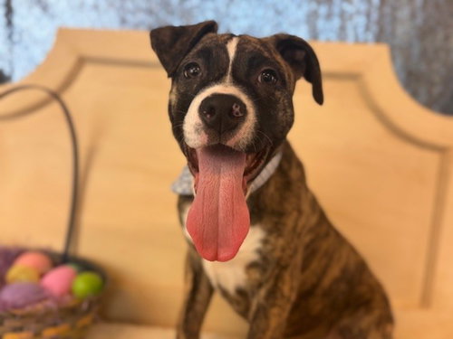 LAGER, an adoptable Pit Bull Terrier in Fairfield, CA