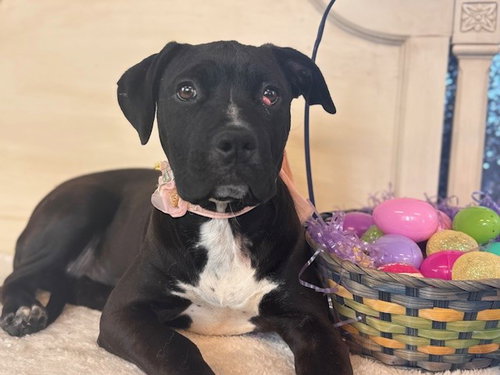 KITTY KITTY, an adoptable Pit Bull Terrier in Fairfield, CA