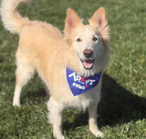 COOPER, an adoptable Border Collie in Fairfield, CA