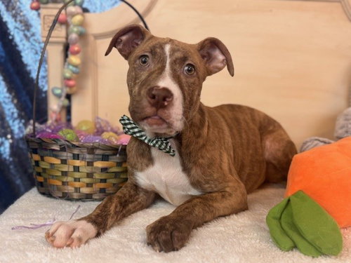 PORTER, an adoptable Pit Bull Terrier in Fairfield, CA