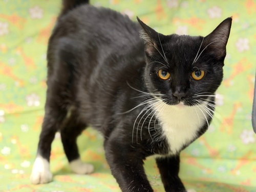 ROSIE, an adoptable Domestic Short Hair in Fairfield, CA