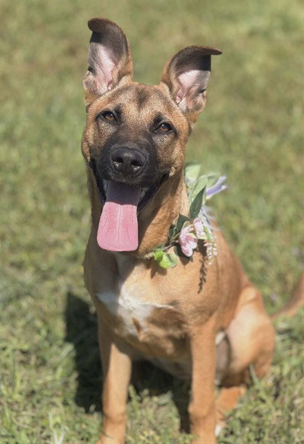 CALI, an adoptable Belgian Shepherd Malinois in Fairfield, CA