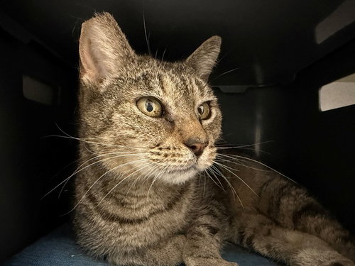 DINKY, an adoptable Domestic Short Hair in Fairfield, CA