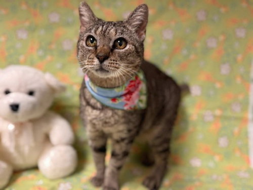 DINKY, Senior Domestic Short Hair (medium coat), cat for adoption in Citrus Heights, California