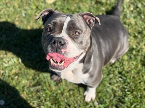 BLOOPER, an adoptable American Bulldog in Fairfield, CA