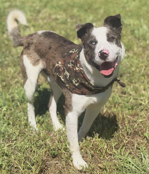 DUGGER, an adoptable Catahoula Leopard Dog in Fairfield, CA