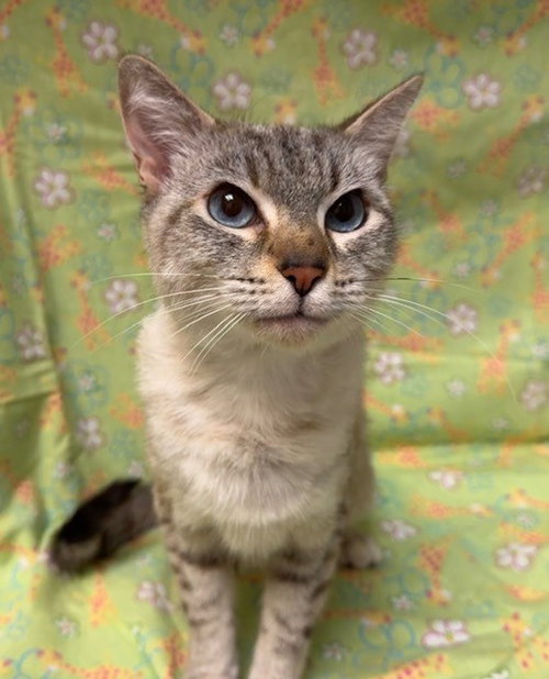 LINDY, an adoptable Siamese in Fairfield, CA
