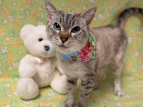 picture of the cat needing adoption