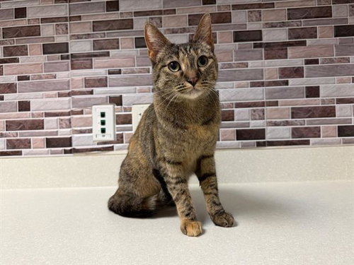 PLUTO, an adoptable Domestic Short Hair in Fairfield, CA