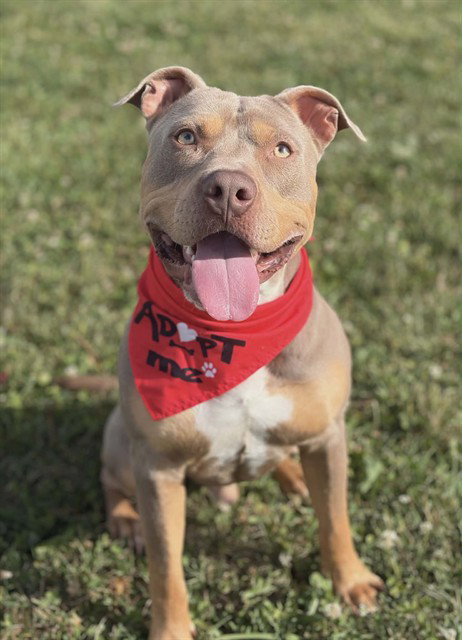 picture of the dog needing adoption