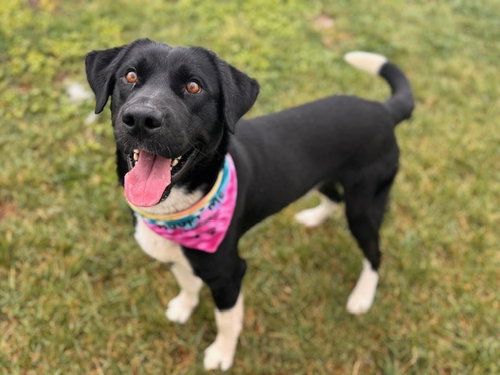 picture of the dog needing adoption