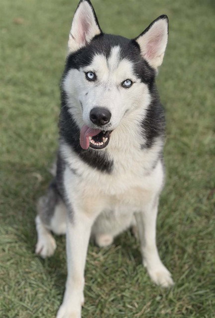 KODA