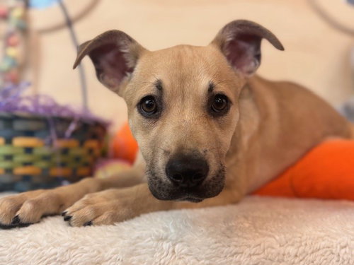 picture of the dog needing adoption