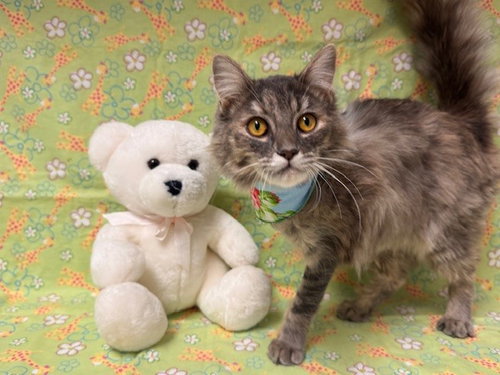 SUKI, Adult Domestic Long Hair (medium coat), cat for adoption in Citrus Heights, California