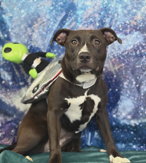 FIZZ, an adoptable Pit Bull Terrier in Fairfield, CA