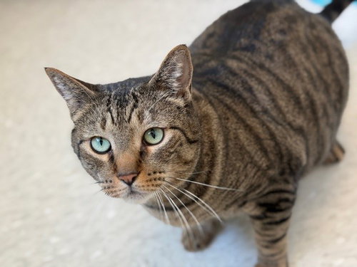 HULKSTER, Adult Domestic Short Hair (medium coat), cat for adoption in Citrus Heights, California