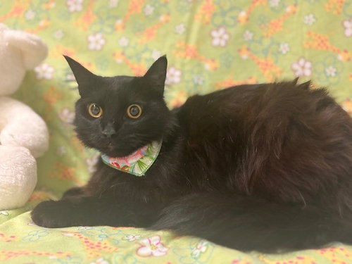 DERPY, Adult Domestic Short Hair (medium coat), cat for adoption in Citrus Heights, California