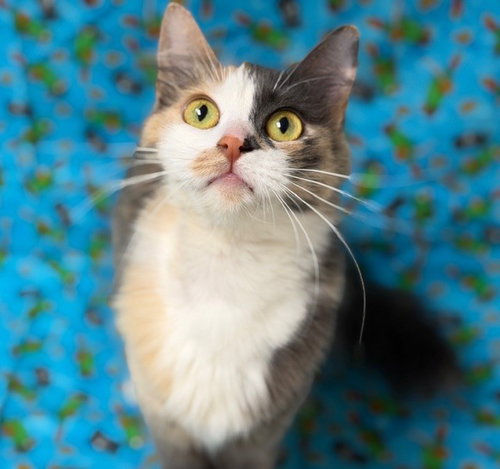 CALLISTA, Adult Domestic Short Hair (medium coat), cat for adoption in Citrus Heights, California