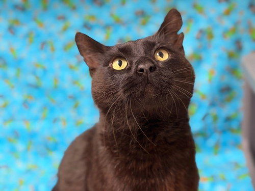 HARRISON, Adult Domestic Short Hair (medium coat), cat for adoption in Citrus Heights, California