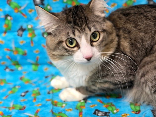 MUMBLE, Young Domestic Long Hair (medium coat), cat for adoption in Citrus Heights, California