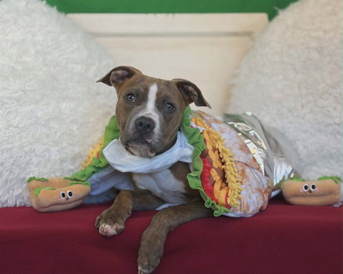 CHIP, an adoptable Pit Bull Terrier in Fairfield, CA