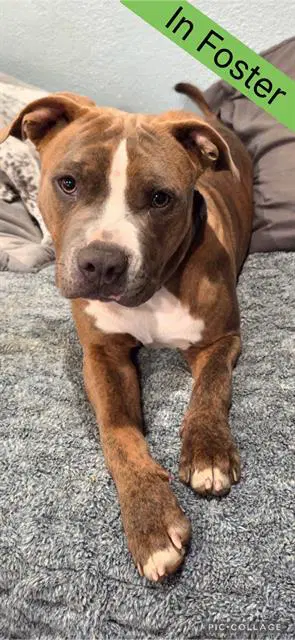 Chip - Pit Bull Terrier