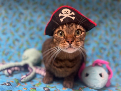 WHISKERS, Adult Domestic Short Hair (medium coat), cat for adoption in San Rafael, California