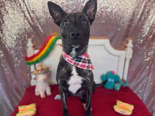 FINLEY, an adoptable Dutch Shepherd in Fairfield, CA