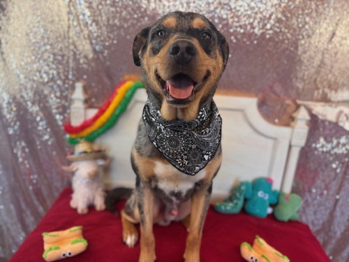 HANDSOME, an adoptable Catahoula Leopard Dog in Fairfield, CA