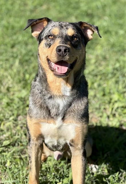 HANDSOME, an adoptable Catahoula Leopard Dog in Fairfield, CA