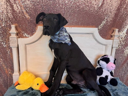PRETZEL, an adoptable Great Dane in Fairfield, CA
