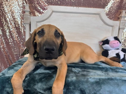GRANOLA, an adoptable Great Dane in Fairfield, CA