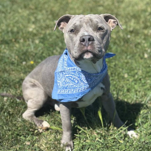 DANNY, an adoptable Pit Bull Terrier in Fairfield, CA