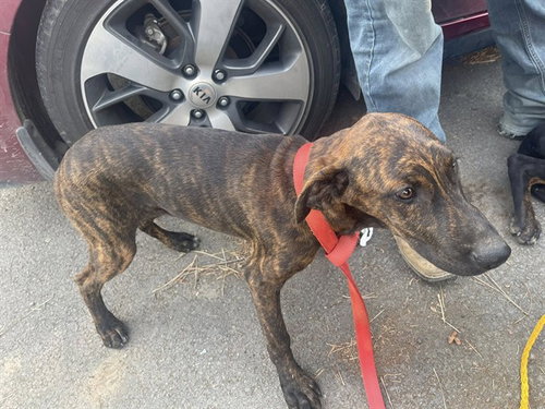 PEANUT, an adoptable Doberman Pinscher in Fairfield, CA