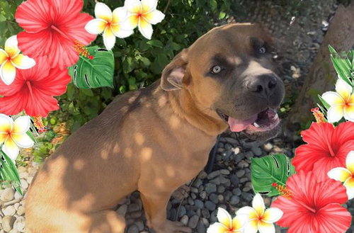 BOGART, an adoptable Cane Corso Mastiff in Fairfield, CA