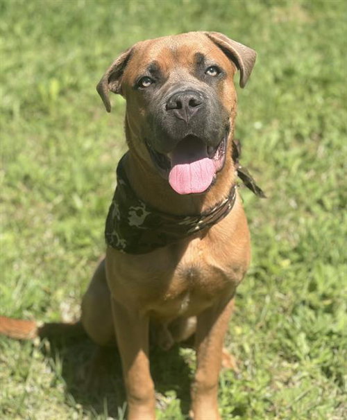 BOGART, an adoptable Cane Corso Mastiff in Fairfield, CA