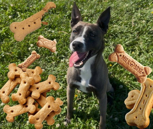 IVY, an adoptable Belgian Shepherd Malinois in Fairfield, CA