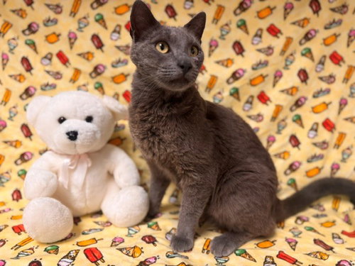 MR. MIDNIGHT, an adoptable Russian Blue in Fairfield, CA