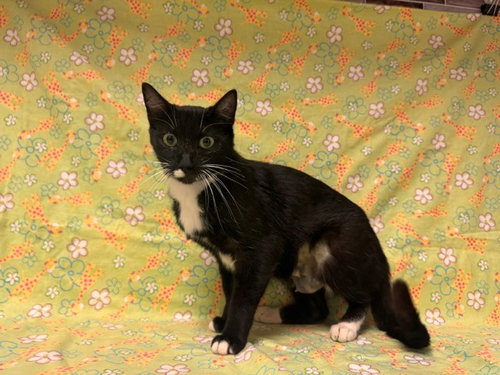 FRANNY, an adoptable Domestic Short Hair in Fairfield, CA