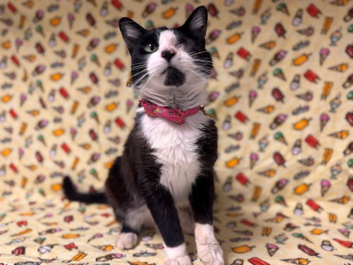 MARGOT, an adoptable Domestic Short Hair in Fairfield, CA