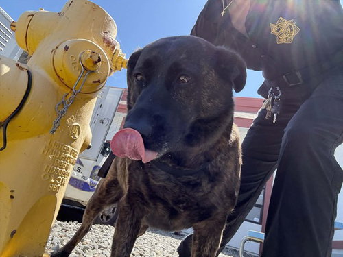 SOPHIE, an adoptable Dutch Shepherd in Fairfield, CA