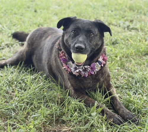 SOPHIE, an adoptable Dutch Shepherd in Fairfield, CA